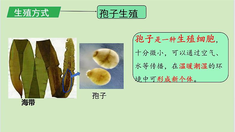 初中 生物 人教版(2024) 七年级上册第一节 藻类、 苔藓和蕨类 课件第5页