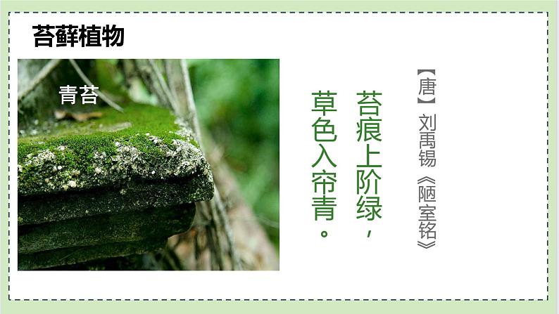 初中 生物 人教版(2024) 七年级上册第一节 藻类、 苔藓和蕨类 课件第8页