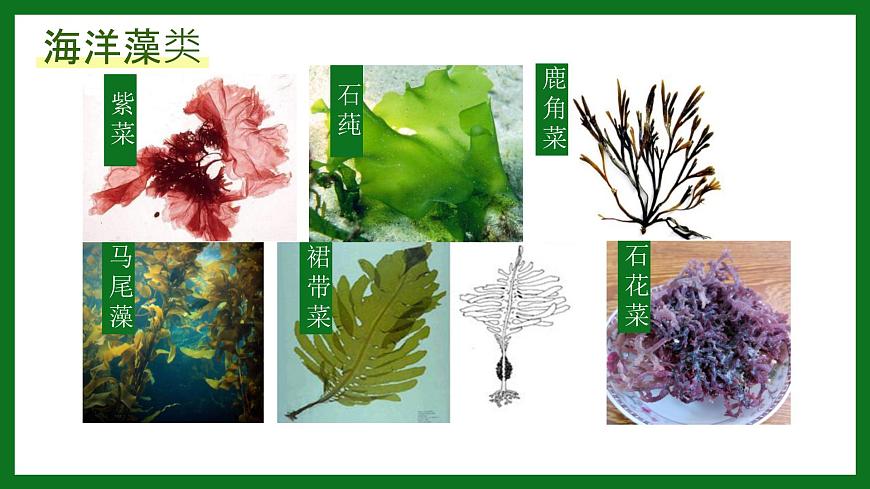 初中  生物  人教版（2024）  七年級(jí)上冊(cè)第一節(jié) 藻類、 苔蘚和蕨類 課件第4頁