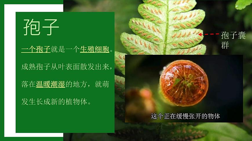 初中  生物  人教版（2024）  七年級(jí)上冊(cè)第一節(jié) 藻類、 苔蘚和蕨類 課件第6頁