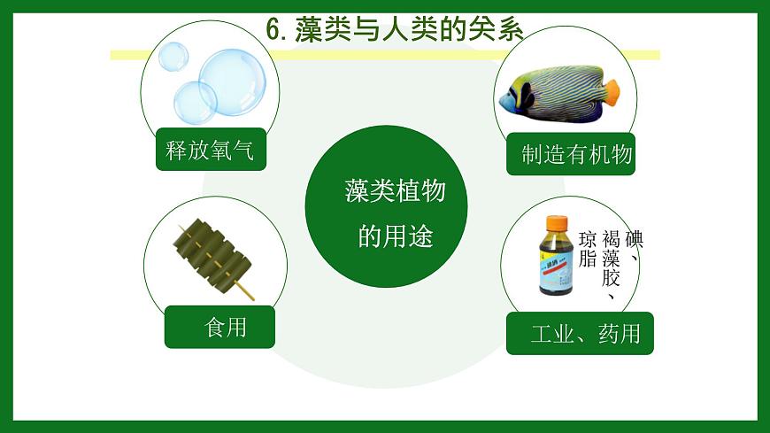 初中  生物  人教版（2024）  七年級(jí)上冊(cè)第一節(jié) 藻類、 苔蘚和蕨類 課件第7頁