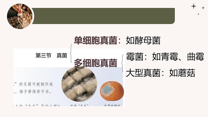 人教版生物七年級上冊2.3.3《真菌》教學(xué)課件第7頁