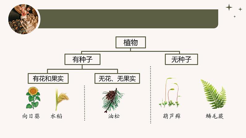 人教版生物七年级上册2.4.1《尝试对生物进行分类》(教学课件)第7页