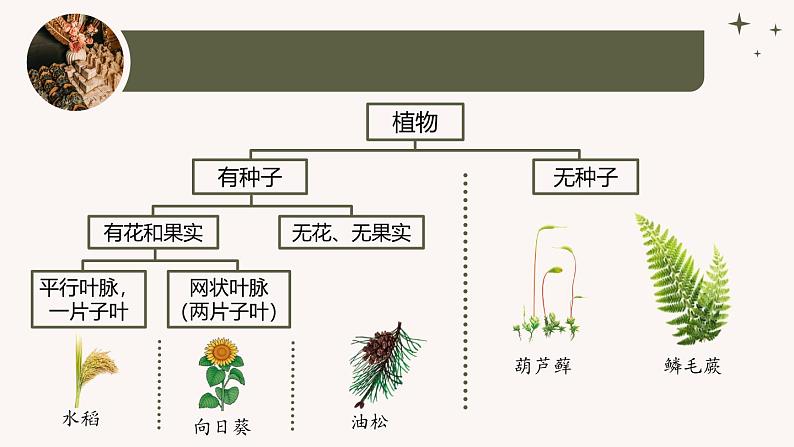 人教版生物七年级上册2.4.1《尝试对生物进行分类》(教学课件)第8页