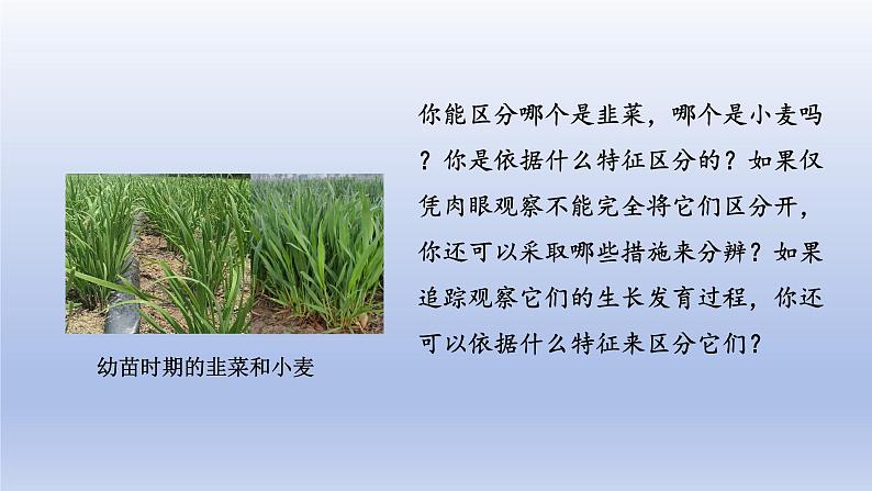 2024七年级生物上册第一单元生物和细胞第一章认识生物第一节观察周边环境中的生物课件(人教版)第4页