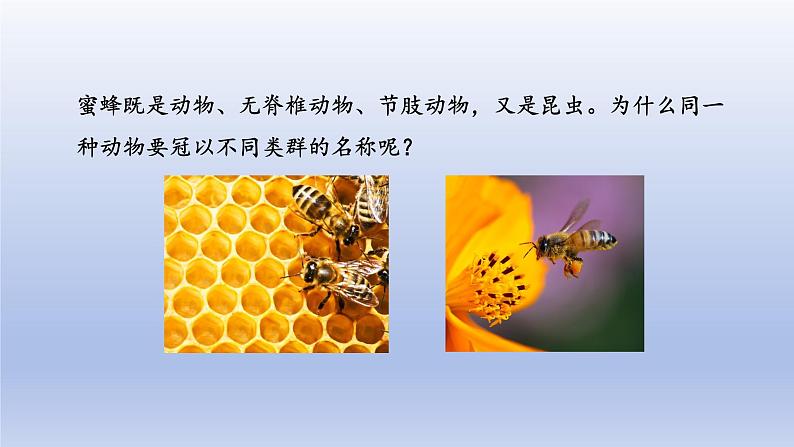 2024七年级生物上册第二单元多种多样的生物第四章第二节从种到界课件(人教版)第4页