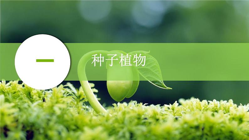 初中 生物 人教版(2024) 七年级上册第二节 种子植物 课件第2页