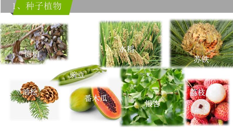 初中 生物 人教版(2024) 七年级上册第二节 种子植物 课件第3页