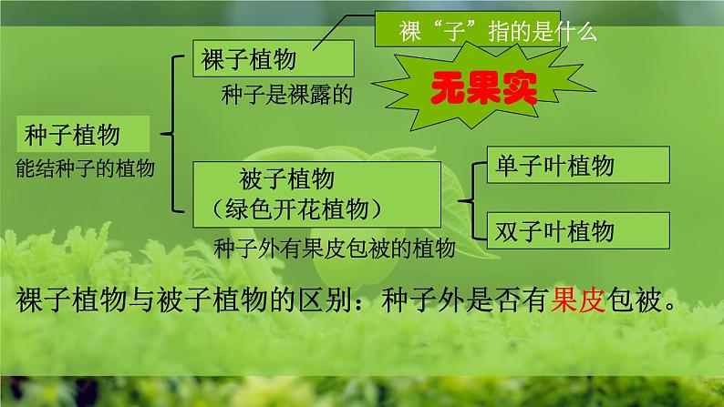 初中 生物 人教版(2024) 七年级上册第二节 种子植物 课件第4页