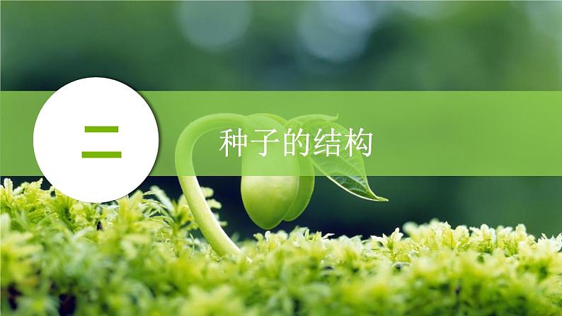 初中 生物 人教版(2024) 七年级上册第二节 种子植物 课件第6页