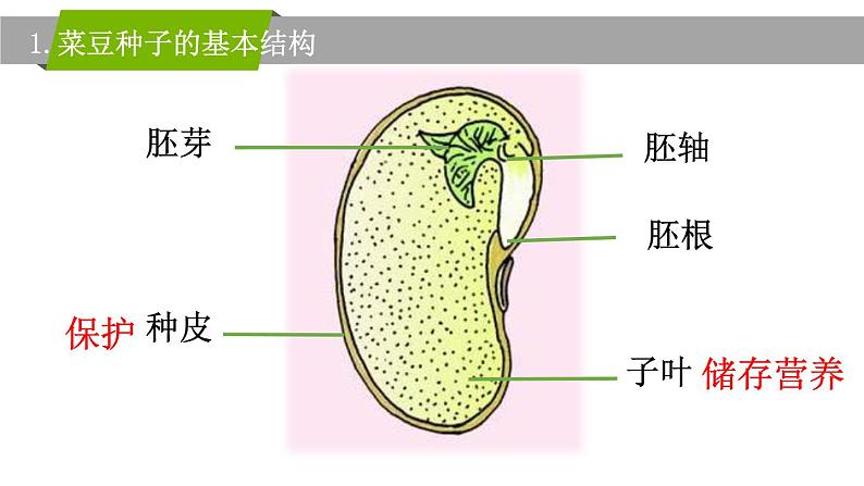初中 生物 人教版(2024) 七年级上册第二节 种子植物 课件第7页