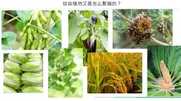 初中  生物  人教版（2024）  七年级上册第二节 种子植物 课件