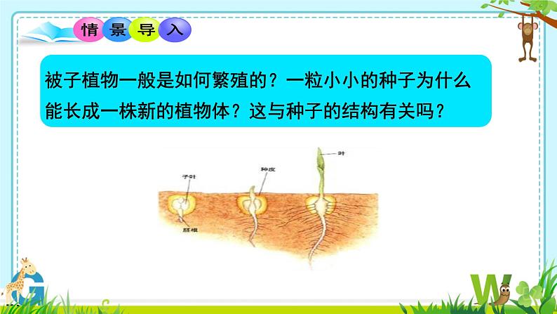 初中 生物 人教版(2024) 七年级上册第二节 种子植物 课件第5页