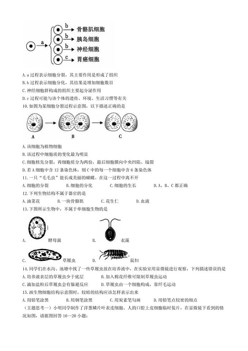 2024~2025学年广东省茂名市电白区七年级(上)期中生物试卷(含答案)第2页