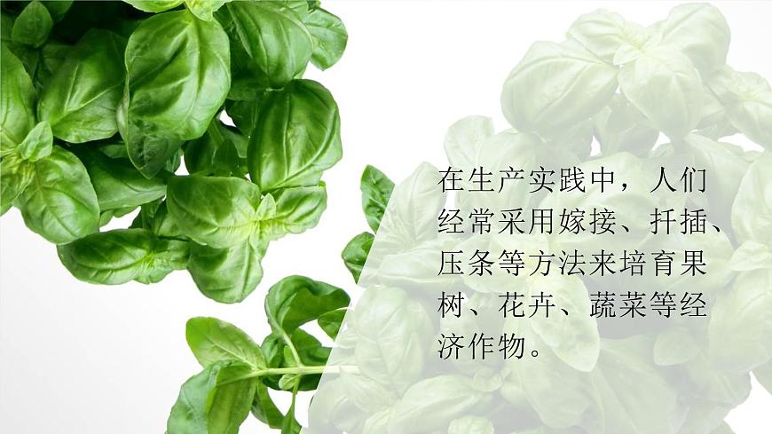 4.1.7植物的無(wú)性生殖 課件-濟(jì)南版生物八年級(jí)上冊(cè)第5頁(yè)
