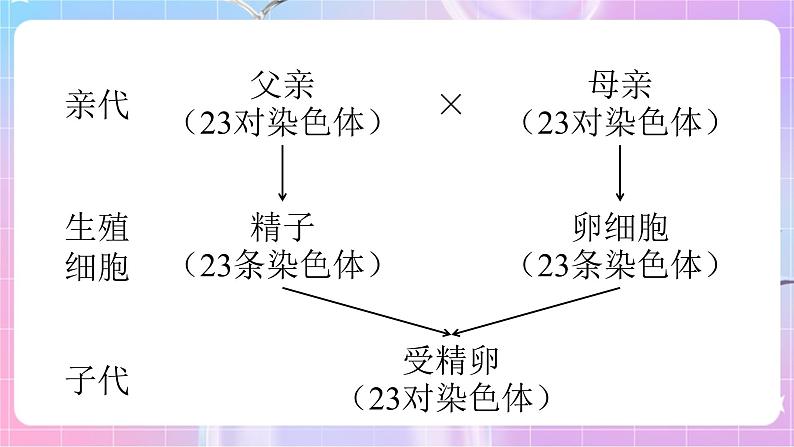 4.4.3人类染色体与性别决定 课件-济南版生物八年级上册第4页