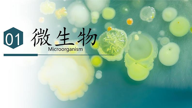 初中 生物 人教版(2024) 七年级上册(2024)第一节 微生物的分布 课件第7页