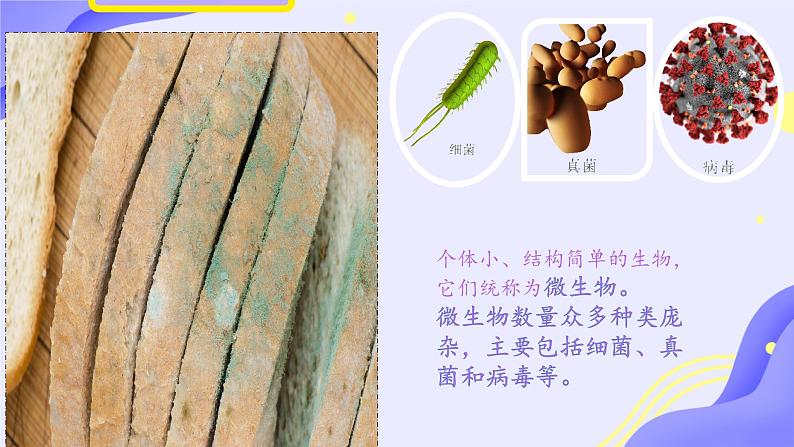 初中 生物 人教版(2024) 七年级上册(2024)第一节 微生物的分布 课件第3页