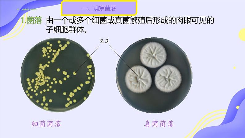 初中 生物 人教版(2024) 七年级上册(2024)第一节 微生物的分布 课件第4页