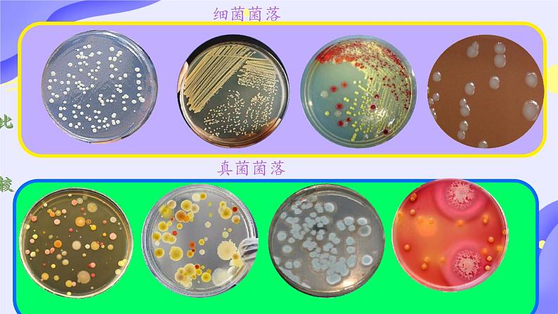 初中 生物 人教版(2024) 七年级上册(2024)第一节 微生物的分布 课件第5页