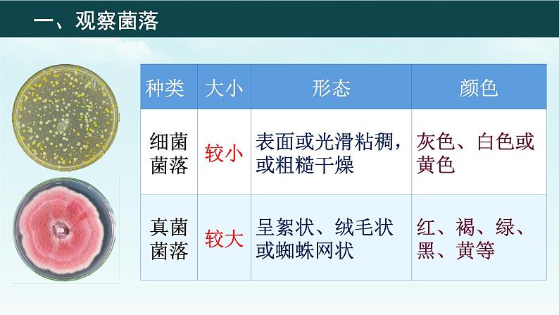 初中 生物 人教版(2024) 七年级上册(2024)第一节 微生物的分布 课件第4页