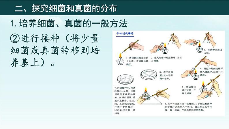 初中 生物 人教版(2024) 七年级上册(2024)第一节 微生物的分布 课件第7页