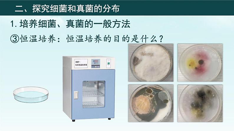 初中 生物 人教版(2024) 七年级上册(2024)第一节 微生物的分布 课件第8页