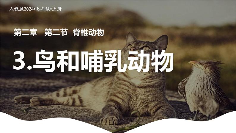 初中 生物 人教版(2024) 七年级上册(2024)第二节 脊椎动物 课件第1页