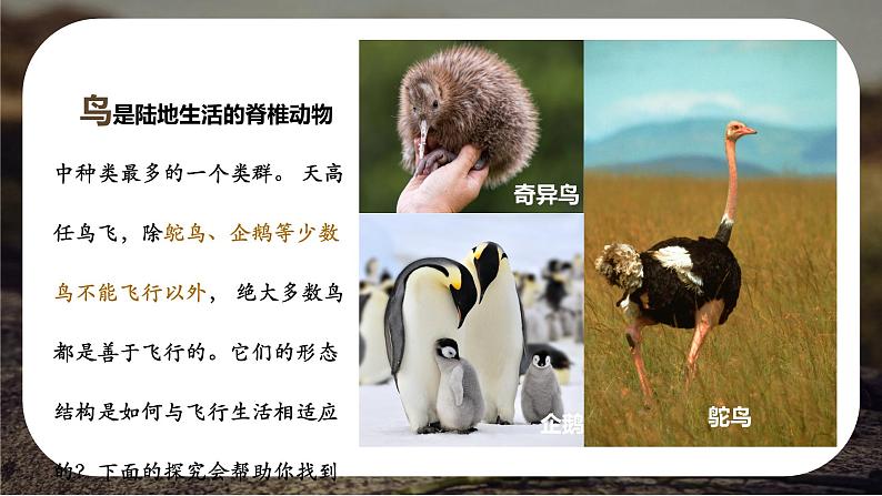 初中 生物 人教版(2024) 七年级上册(2024)第二节 脊椎动物 课件第3页