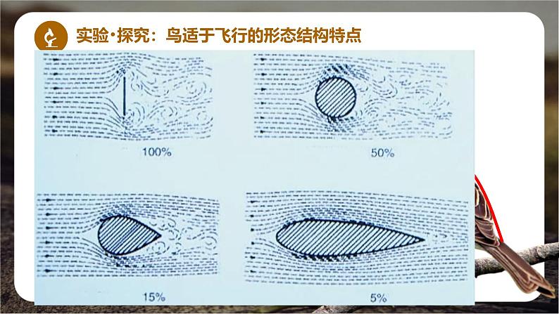 初中 生物 人教版(2024) 七年级上册(2024)第二节 脊椎动物 课件第4页