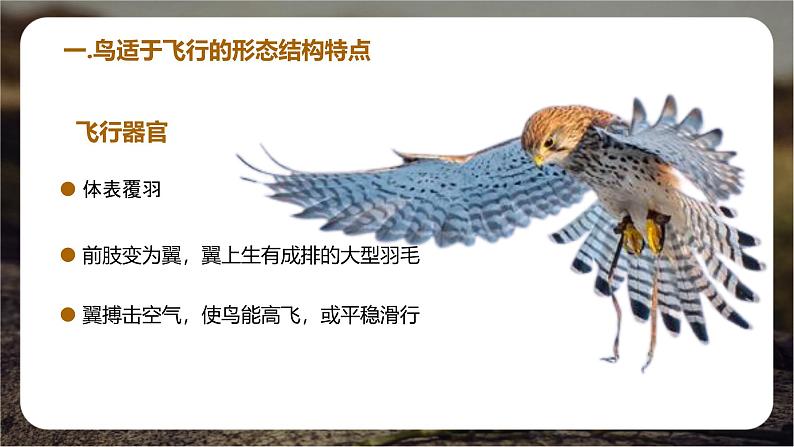 初中 生物 人教版(2024) 七年级上册(2024)第二节 脊椎动物 课件第5页
