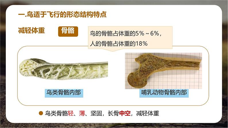 初中 生物 人教版(2024) 七年级上册(2024)第二节 脊椎动物 课件第7页