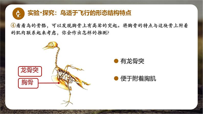 初中 生物 人教版(2024) 七年级上册(2024)第二节 脊椎动物 课件第8页