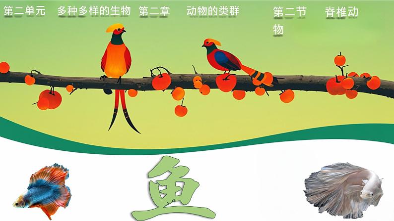 初中 生物 人教版(2024) 七年级上册(2024)第二节 脊椎动物 课件第1页