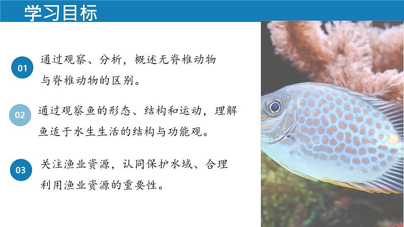 初中 生物 人教版(2024) 七年级上册(2024)第二节 脊椎动物 课件第2页