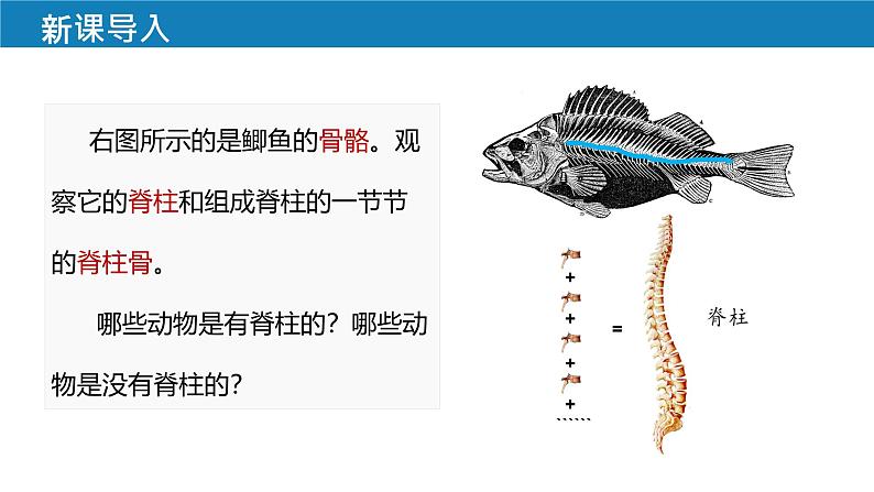 初中 生物 人教版(2024) 七年级上册(2024)第二节 脊椎动物 课件第3页