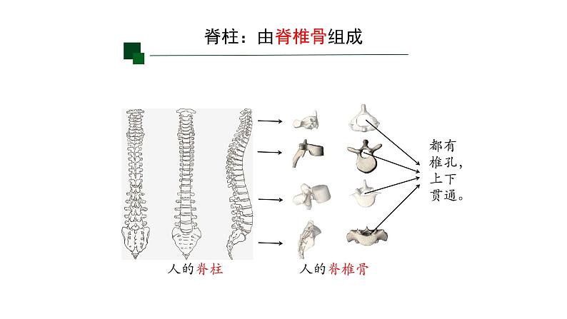 初中 生物 人教版(2024) 七年级上册(2024)第二节 脊椎动物 课件第4页