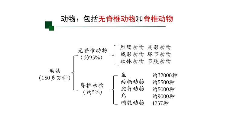 初中 生物 人教版(2024) 七年级上册(2024)第二节 脊椎动物 课件第7页