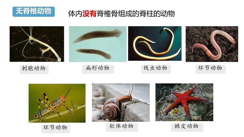 初中 生物 人教版(2024) 七年级上册(2024)第二节 脊椎动物 课件第8页