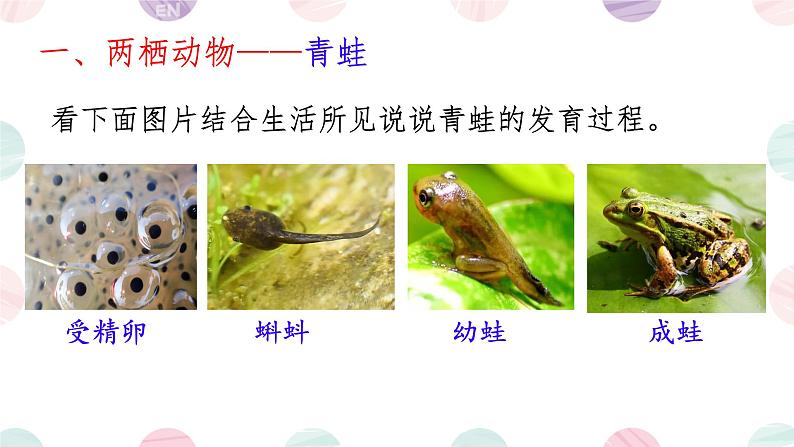 初中 生物 人教版(2024) 七年级上册(2024)第二节 脊椎动物 课件第5页