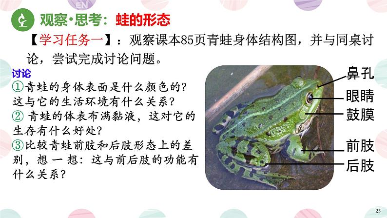 初中 生物 人教版(2024) 七年级上册(2024)第二节 脊椎动物 课件第6页