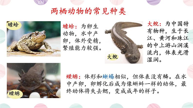 初中 生物 人教版(2024) 七年级上册(2024)第二节 脊椎动物 课件第7页