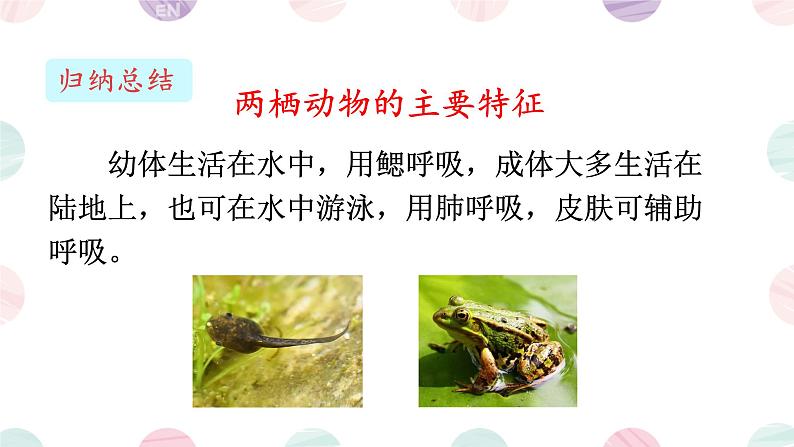 初中 生物 人教版(2024) 七年级上册(2024)第二节 脊椎动物 课件第8页