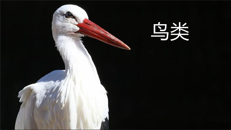 初中 生物 人教版(2024) 七年级上册(2024)第二节 脊椎动物 课件第1页