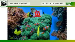 初中  生物  人教版（2024）  七年级上册（2024）第二节 脊椎动物 课件