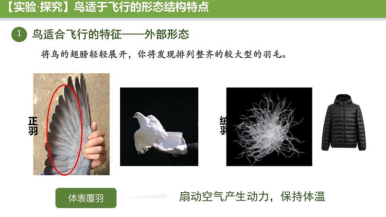 初中 生物 人教版(2024) 七年级上册(2024)第二节 脊椎动物 课件第5页