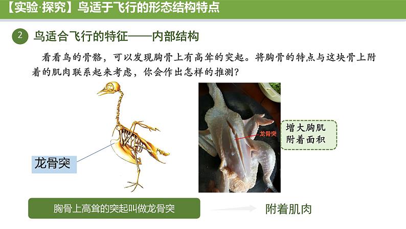 初中 生物 人教版(2024) 七年级上册(2024)第二节 脊椎动物 课件第7页