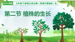 3.1.2 植株的生长（课件）-2024-2025学年七年级生物下册（人教版2024）