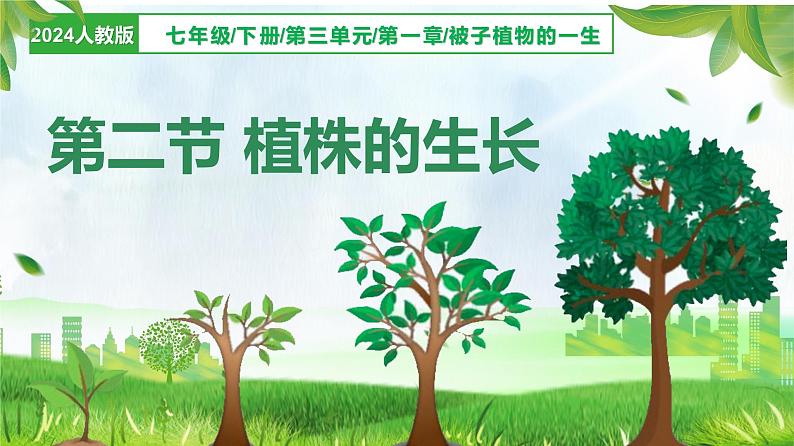 3.1.2 植株的生长(课件)-2024-2025学年七年级生物下册(人教版2024)第1页