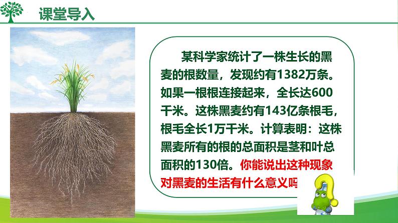 3.1.2 植株的生长(课件)-2024-2025学年七年级生物下册(人教版2024)第4页